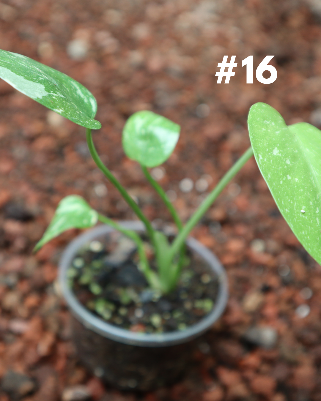 Monstera Thai Constellation #16