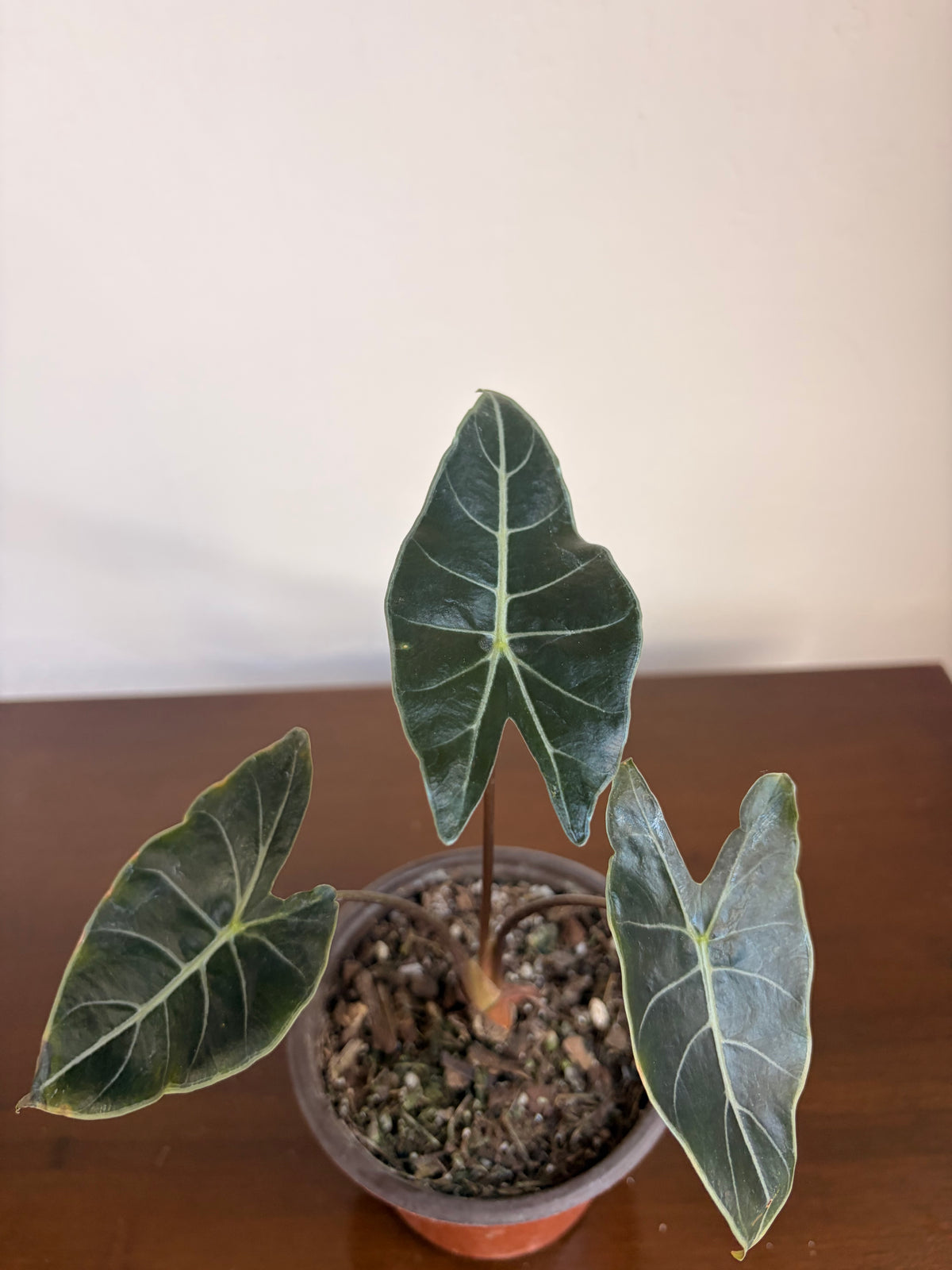 Alocasia dragon tooth