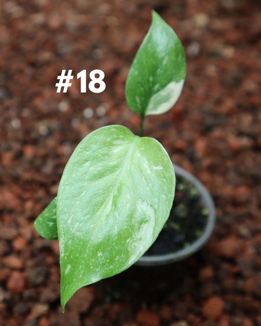 Monstera Thai Constellation #18