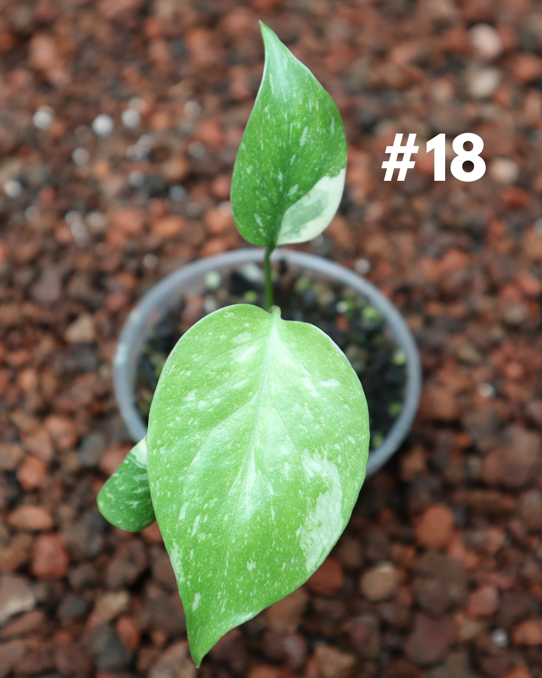 Monstera Thai Constellation #18