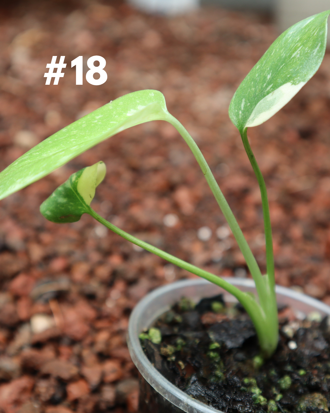 Monstera Thai Constellation #18