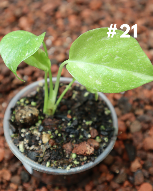 Monstera Thai Constellation #21