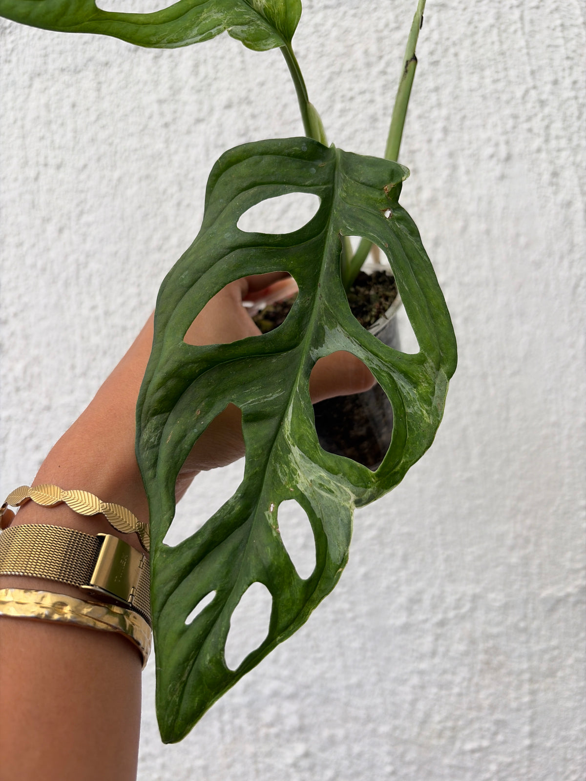 Monstera Mint