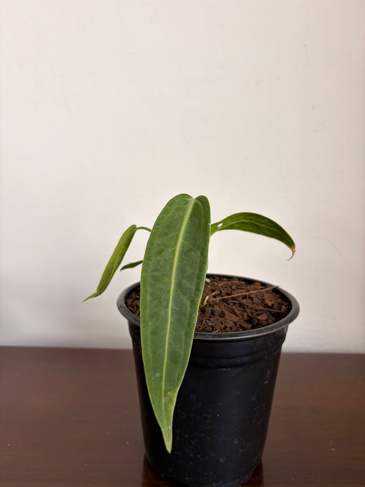 Anthurio warocqueanum