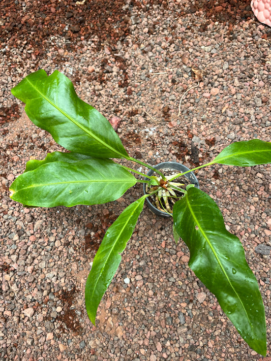 Anturio Hookeri