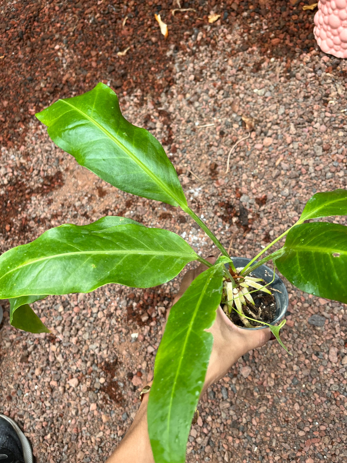 Anturio Hookeri
