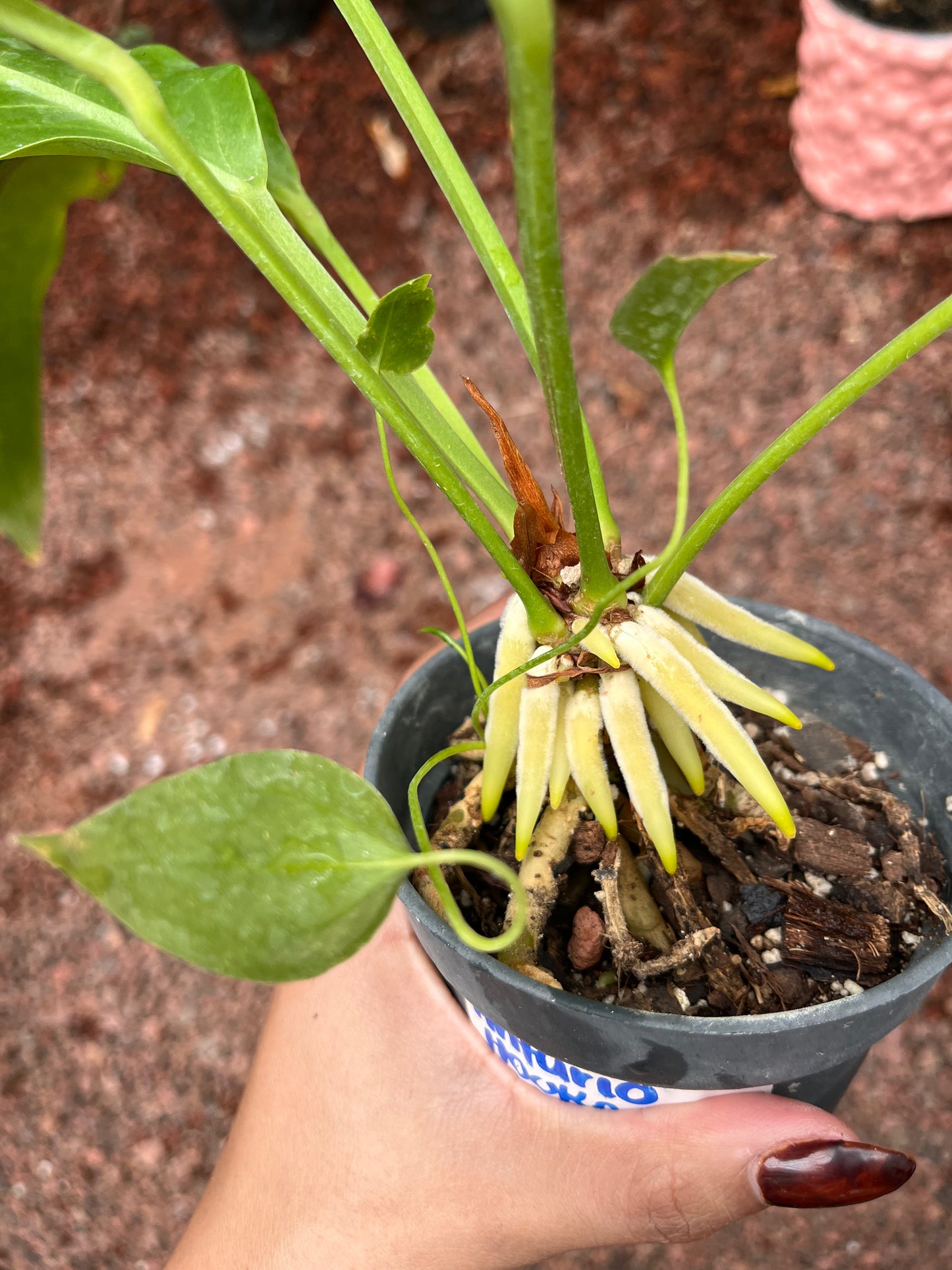 Anturio Hookeri