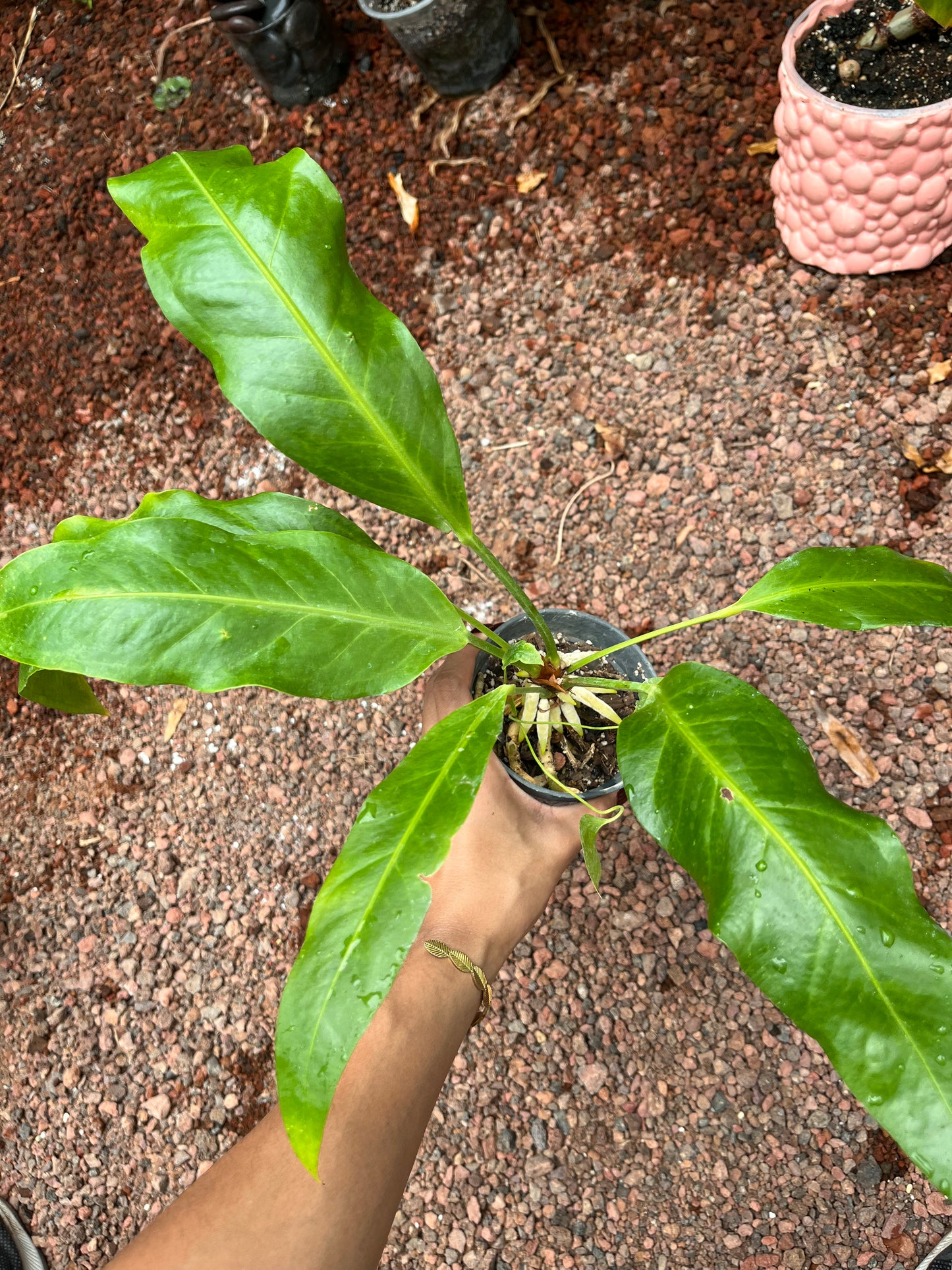 Anturio Hookeri