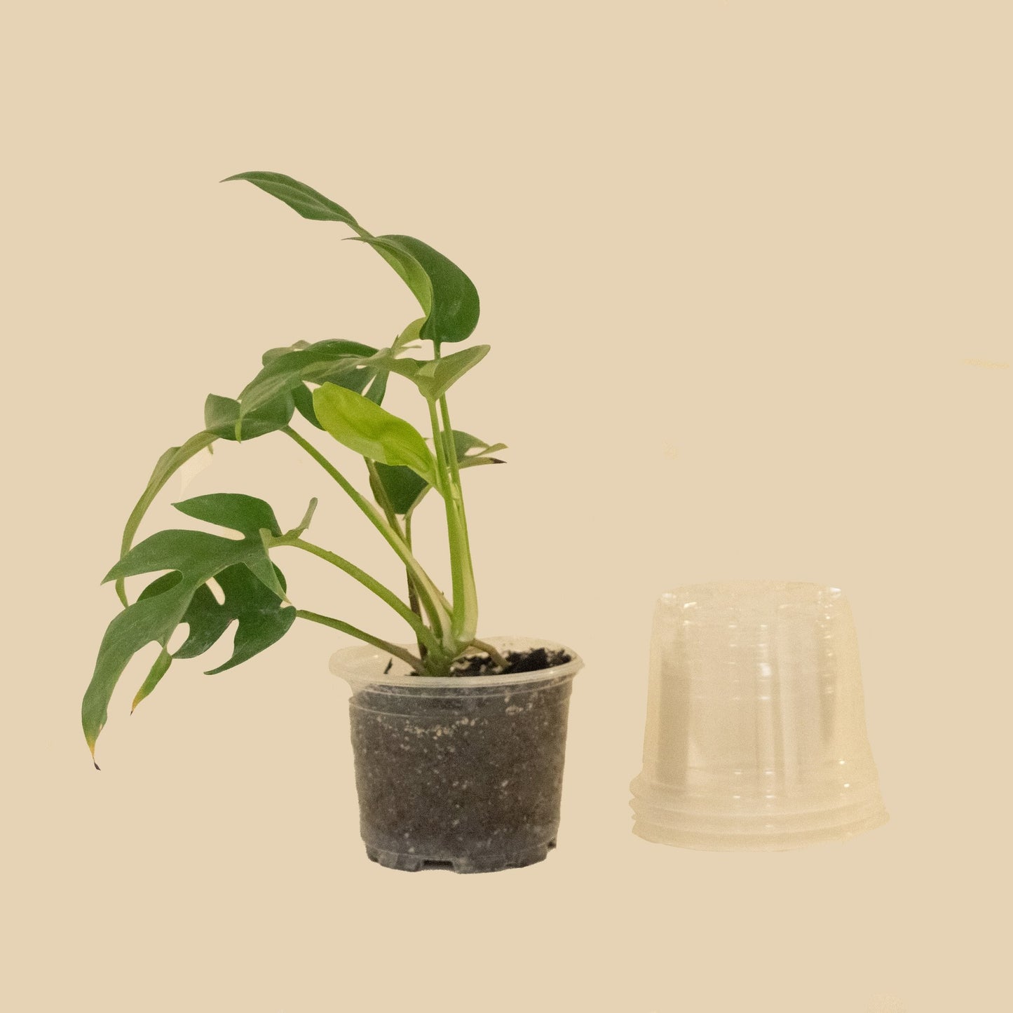 Set Macetas Plastico