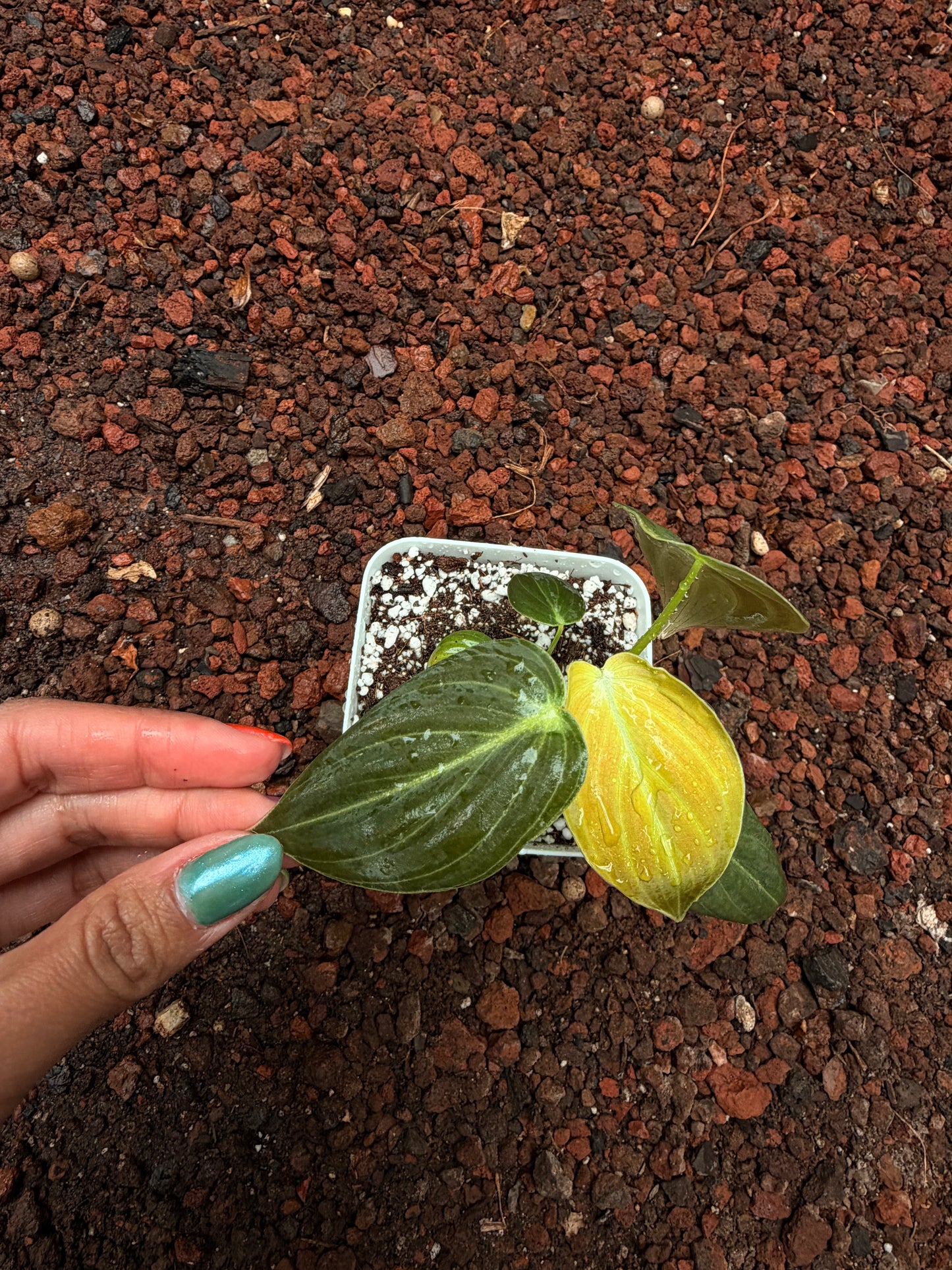 Philodendro melanocrysum