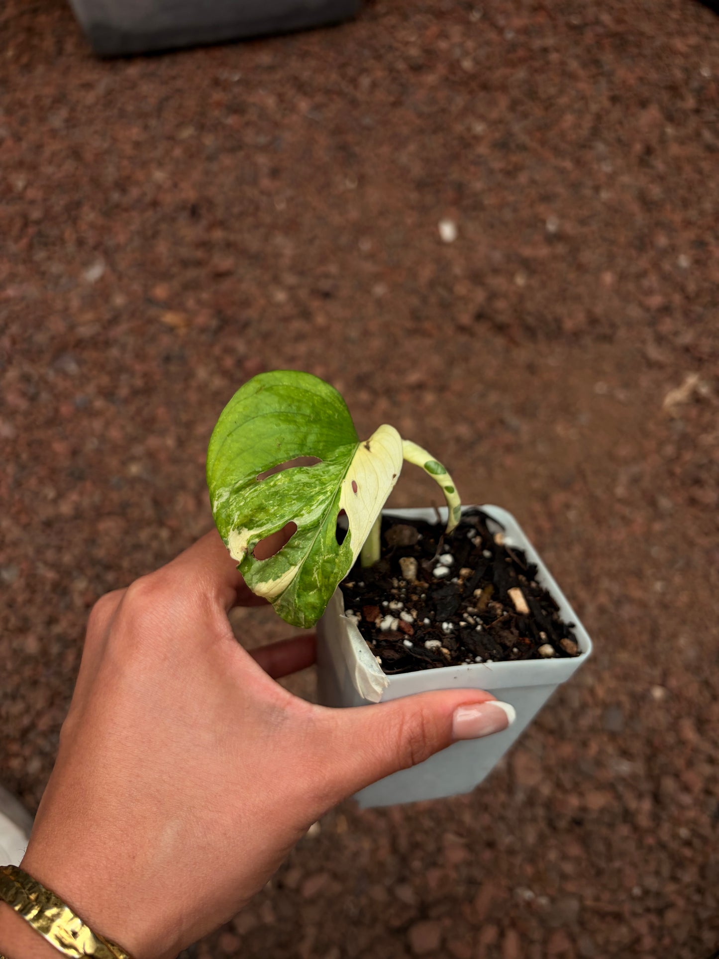Monstera Adansonii Variegada