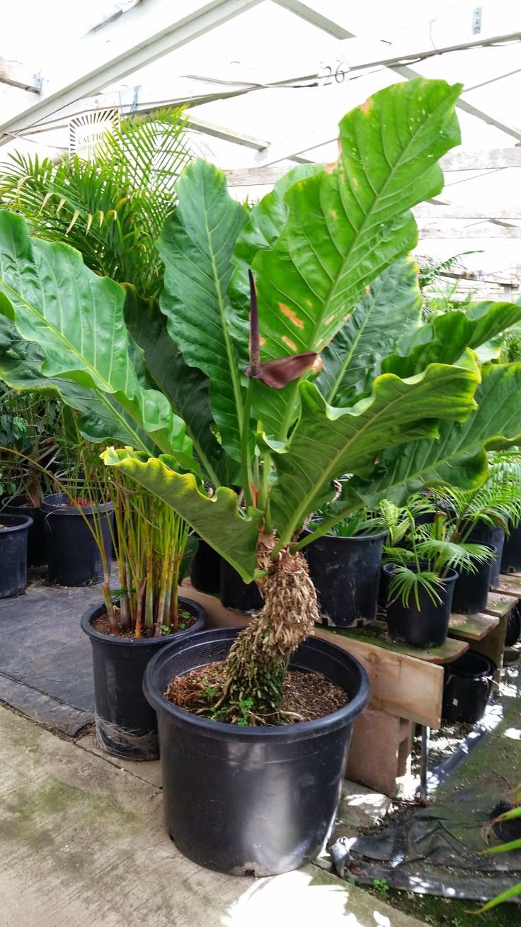 Anturio Hookeri