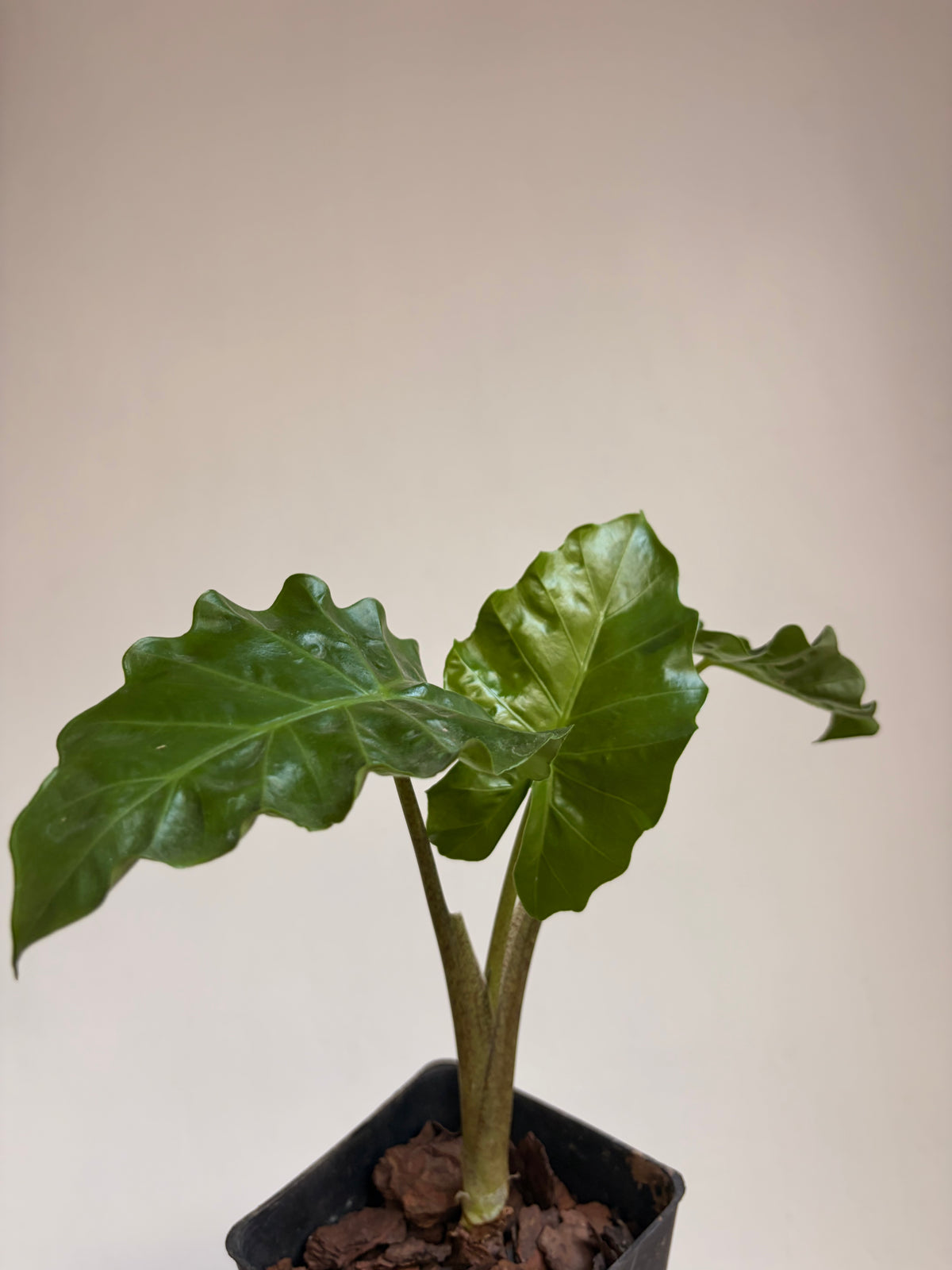 Alocasia low  rider