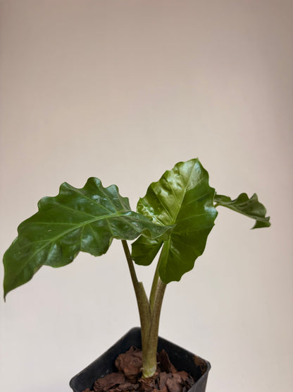 Alocasia low  rider