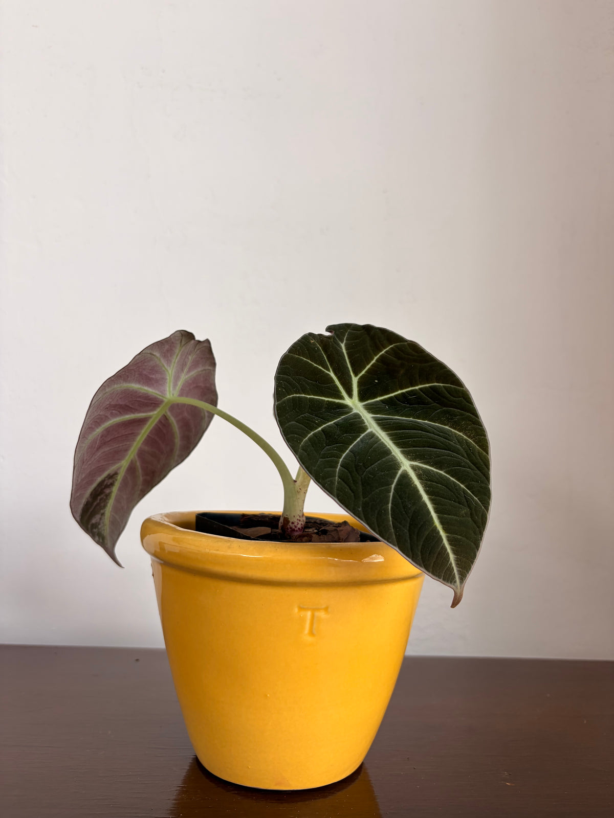 Alocasia Black Velvet