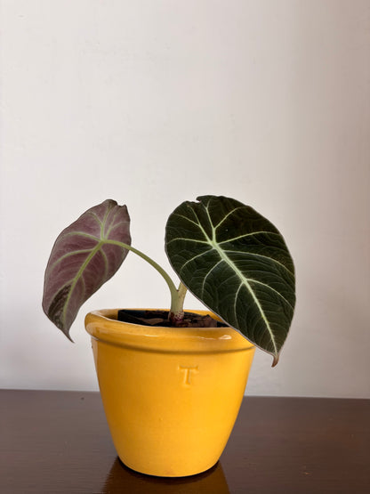 Alocasia Black Velvet