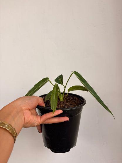 Anthurio warocqueanum
