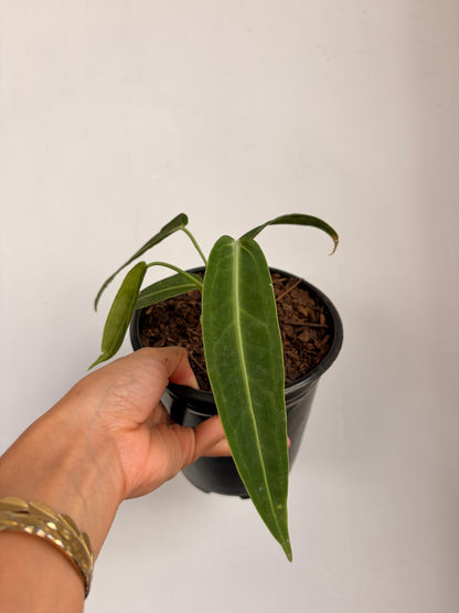 Anthurio warocqueanum