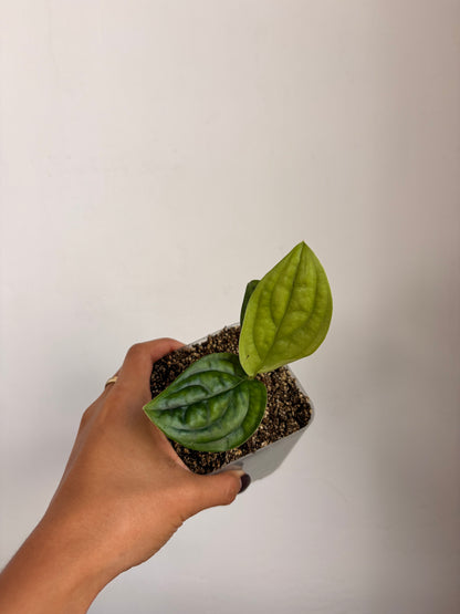 Monstera Perú
