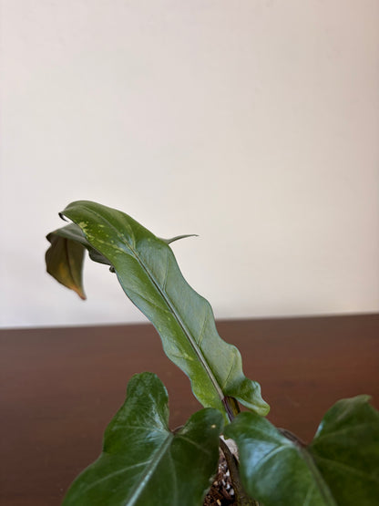 Alocasia lauterbachiana