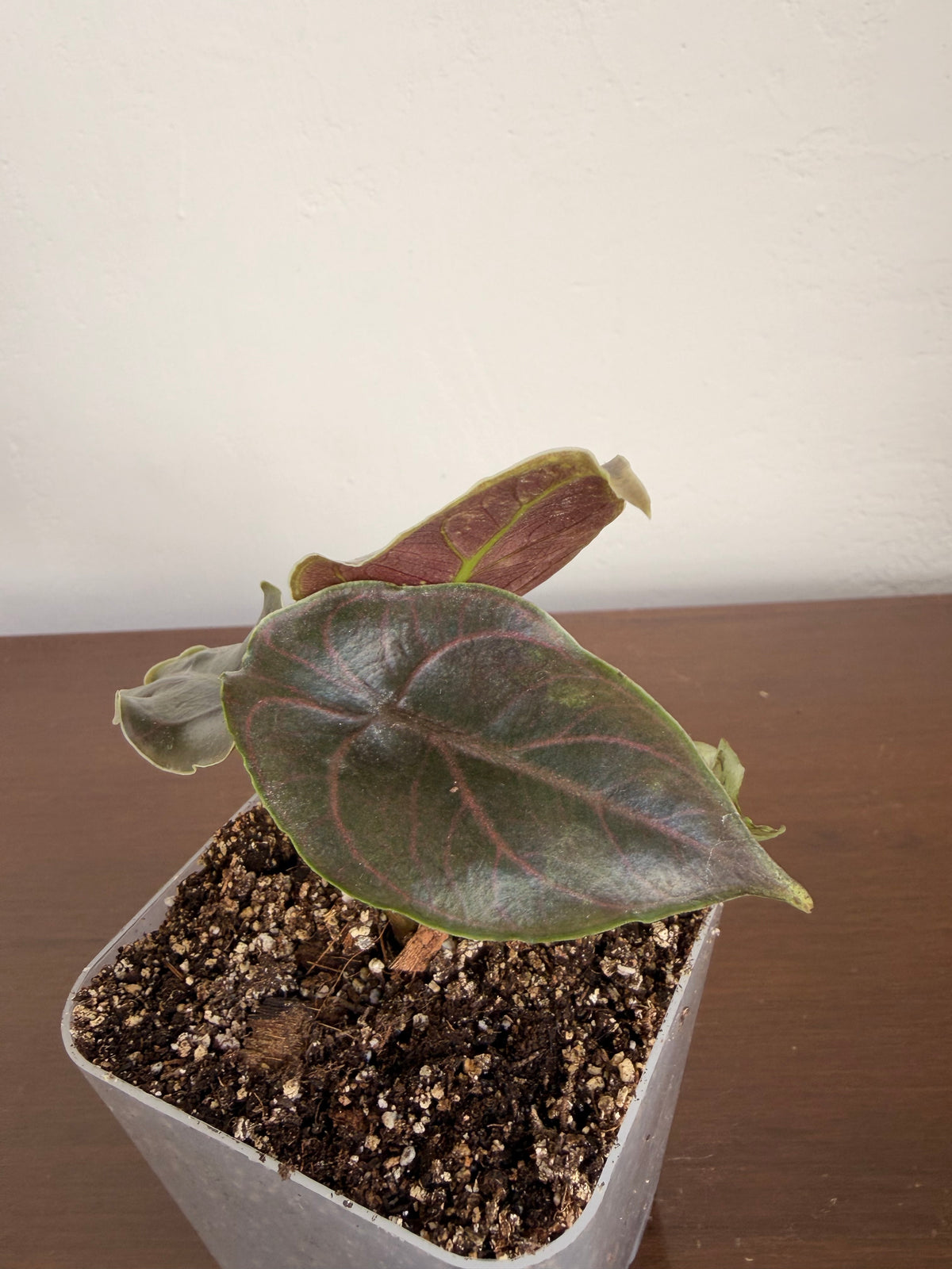 Alocasia Azlanii