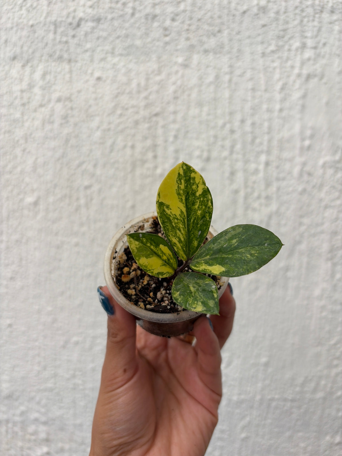 Zamioculcas 2 Variegada/ Raven