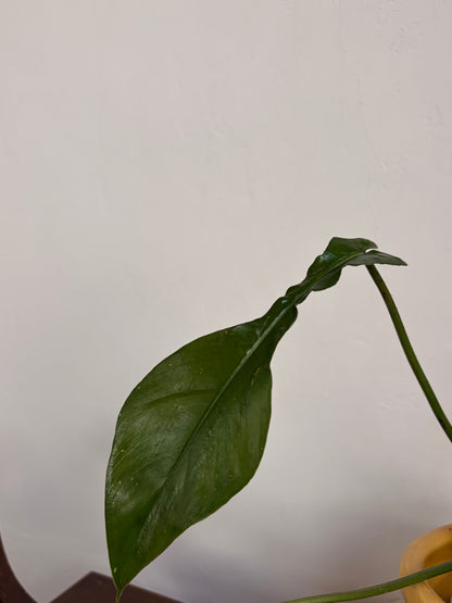 Philodendro Joepii