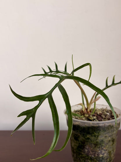 Philodendro Tortum