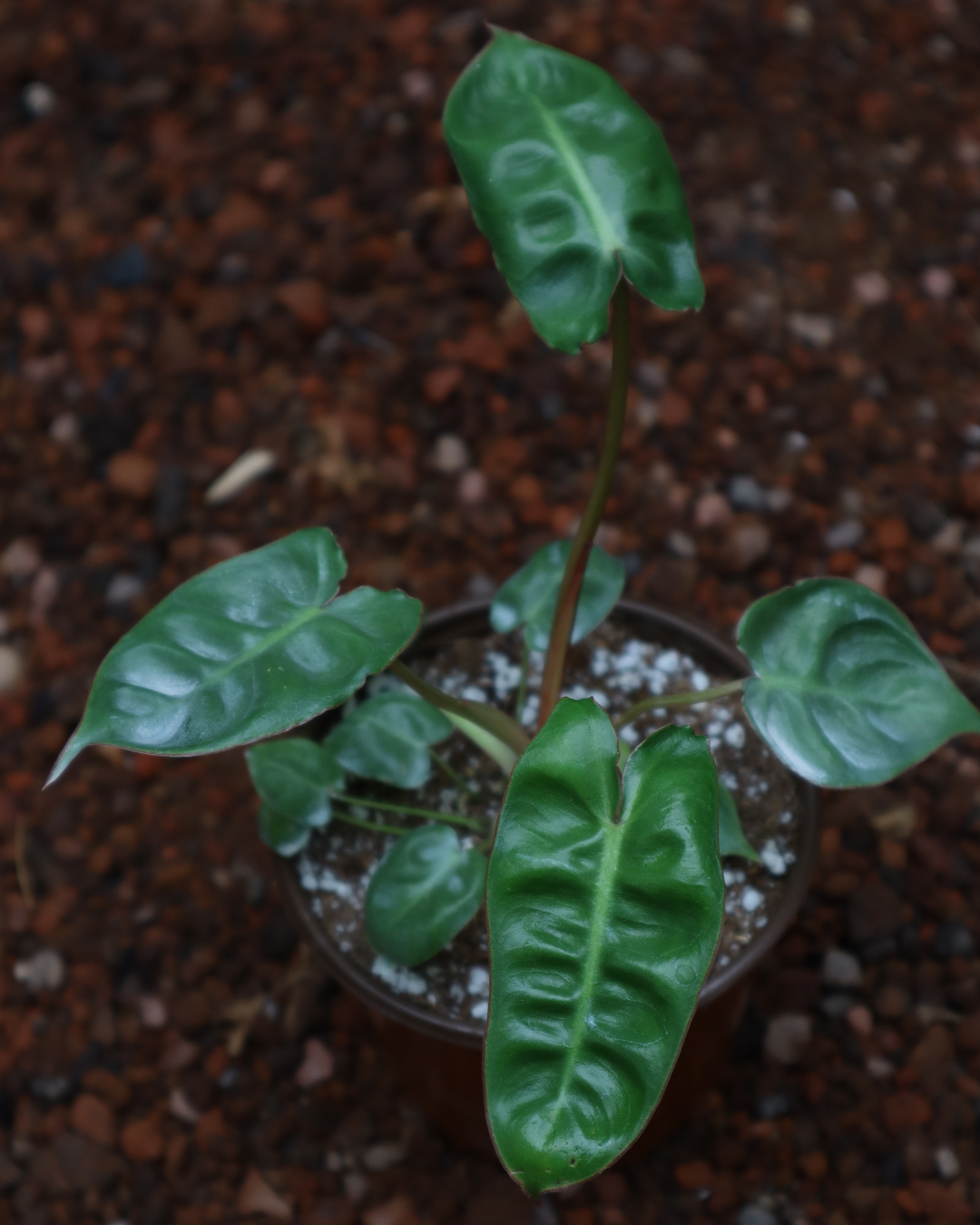 Philodendron billietiae