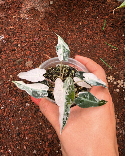 Alocasia Bambino Pink