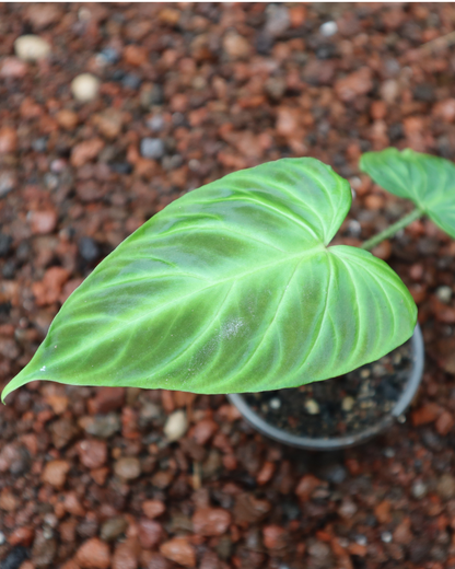 Philodendro Verrucosum