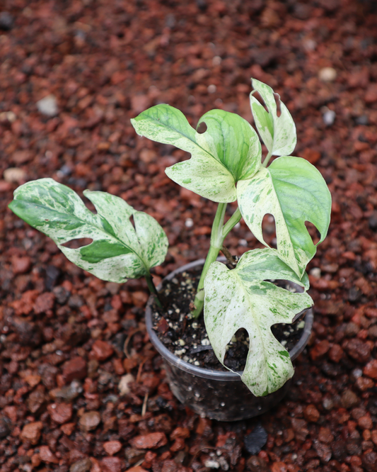 Epriprenum Marble Variegado
