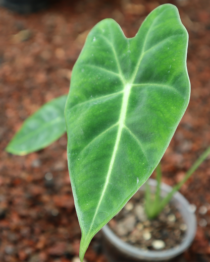 Alocasia frydek