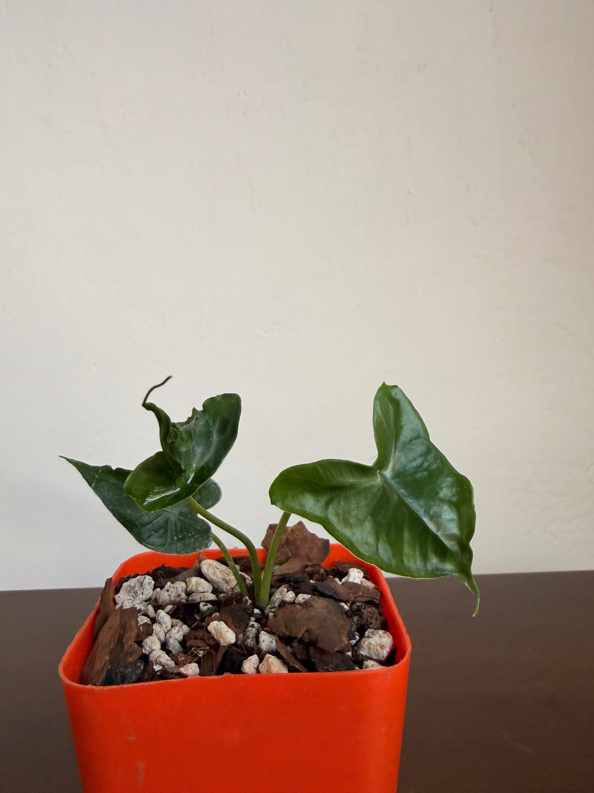 Alocasia teletubbies