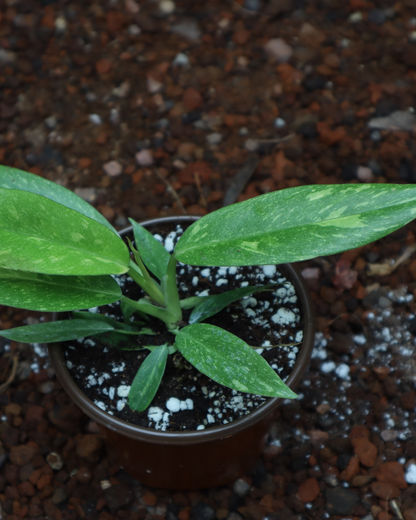 Philodendron ring of fire