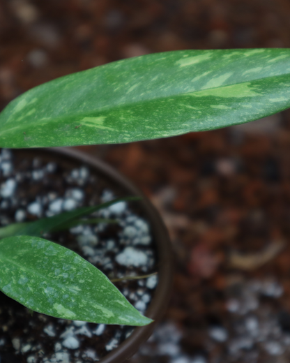 Philodendron ring of fire
