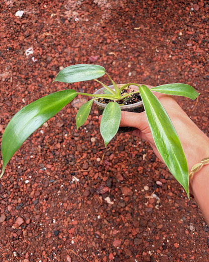 Philodendro Joepii