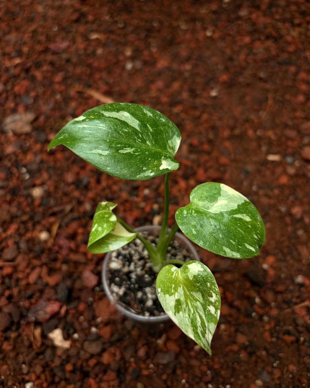 Monstera Thai Constellation