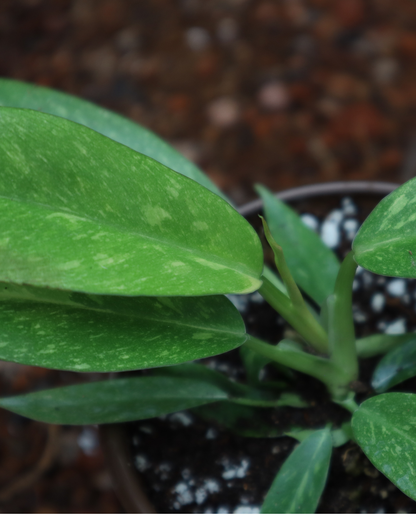 Philodendron ring of fire