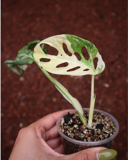 Monstera Adansonii Variegada + Monstera Thai Constellation