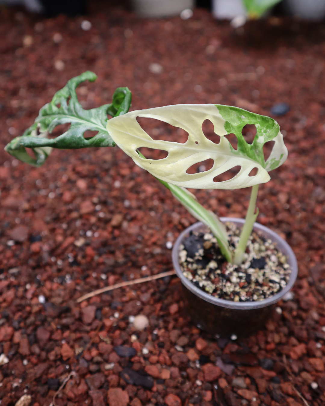 Monstera Adansonii Variegada + Monstera Thai Constellation