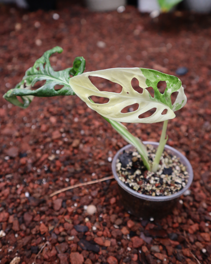 Monstera Adansonii Variegada + Monstera Thai Constellation