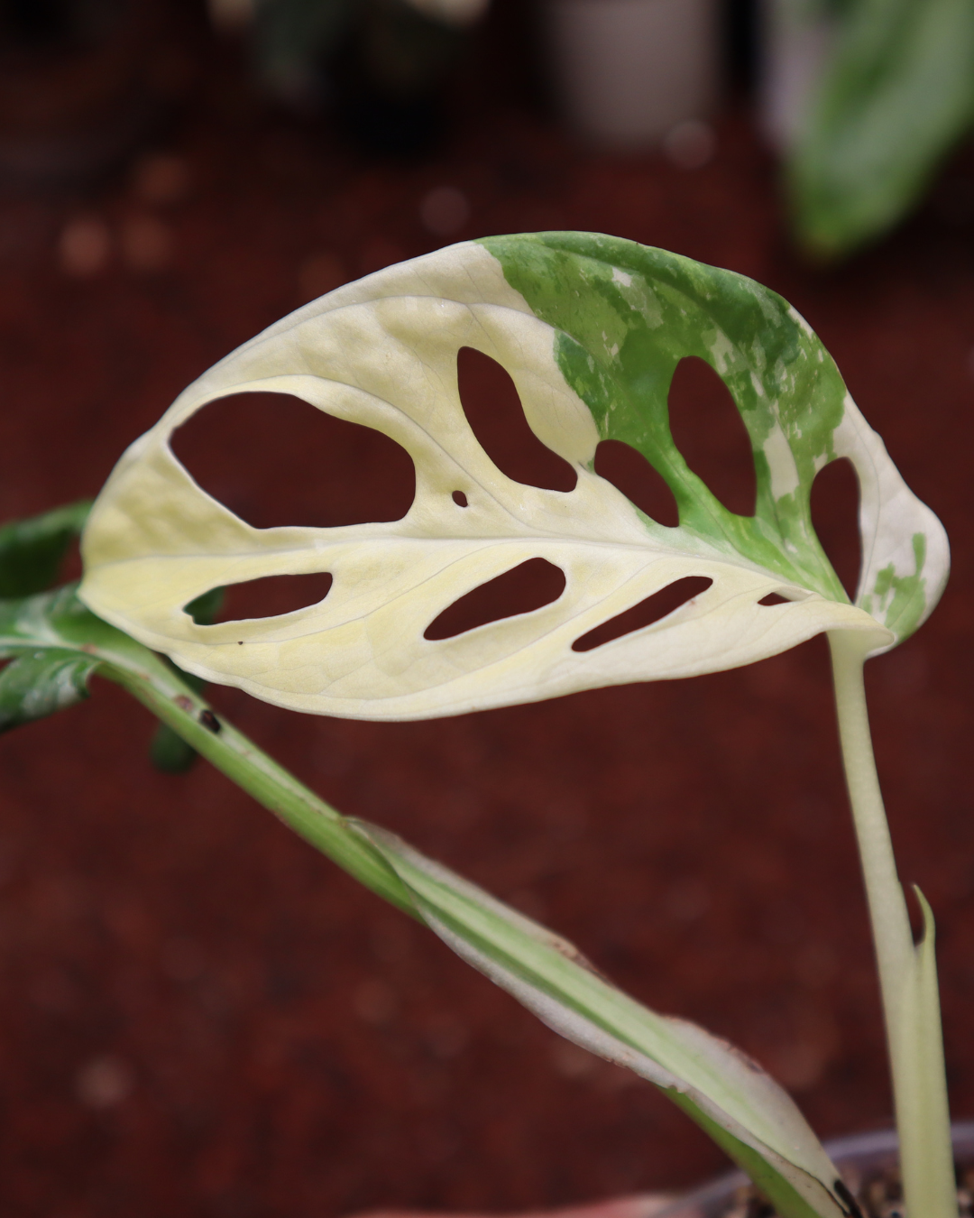 Monstera Adansonii Variegada + Monstera Thai Constellation
