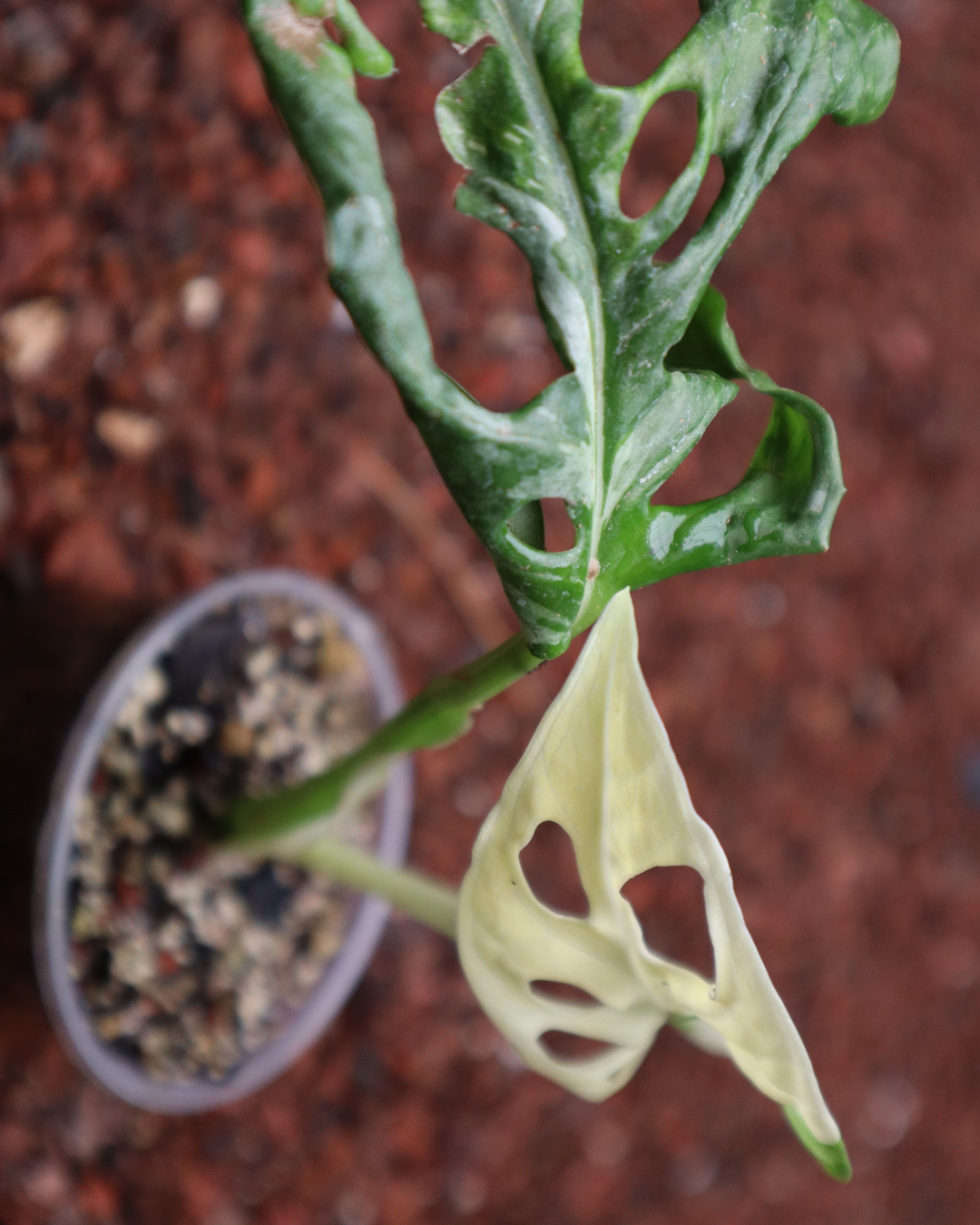 Monstera Adansonii Variegada + Monstera Thai Constellation