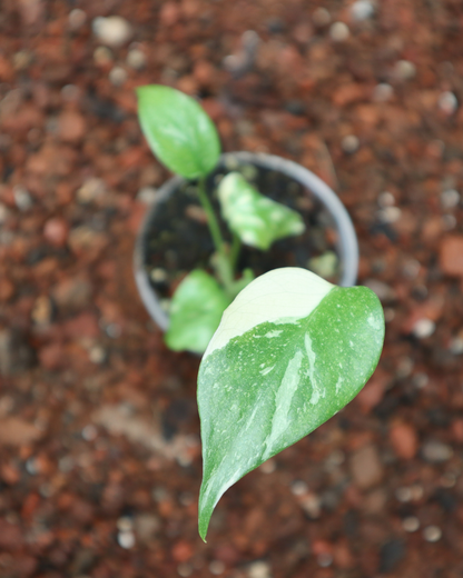Monstera Adansonii Variegada + Monstera Thai Constellation