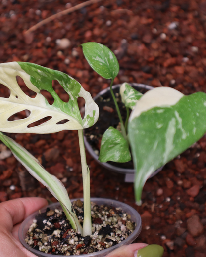 Monstera Adansonii Variegada + Monstera Thai Constellation