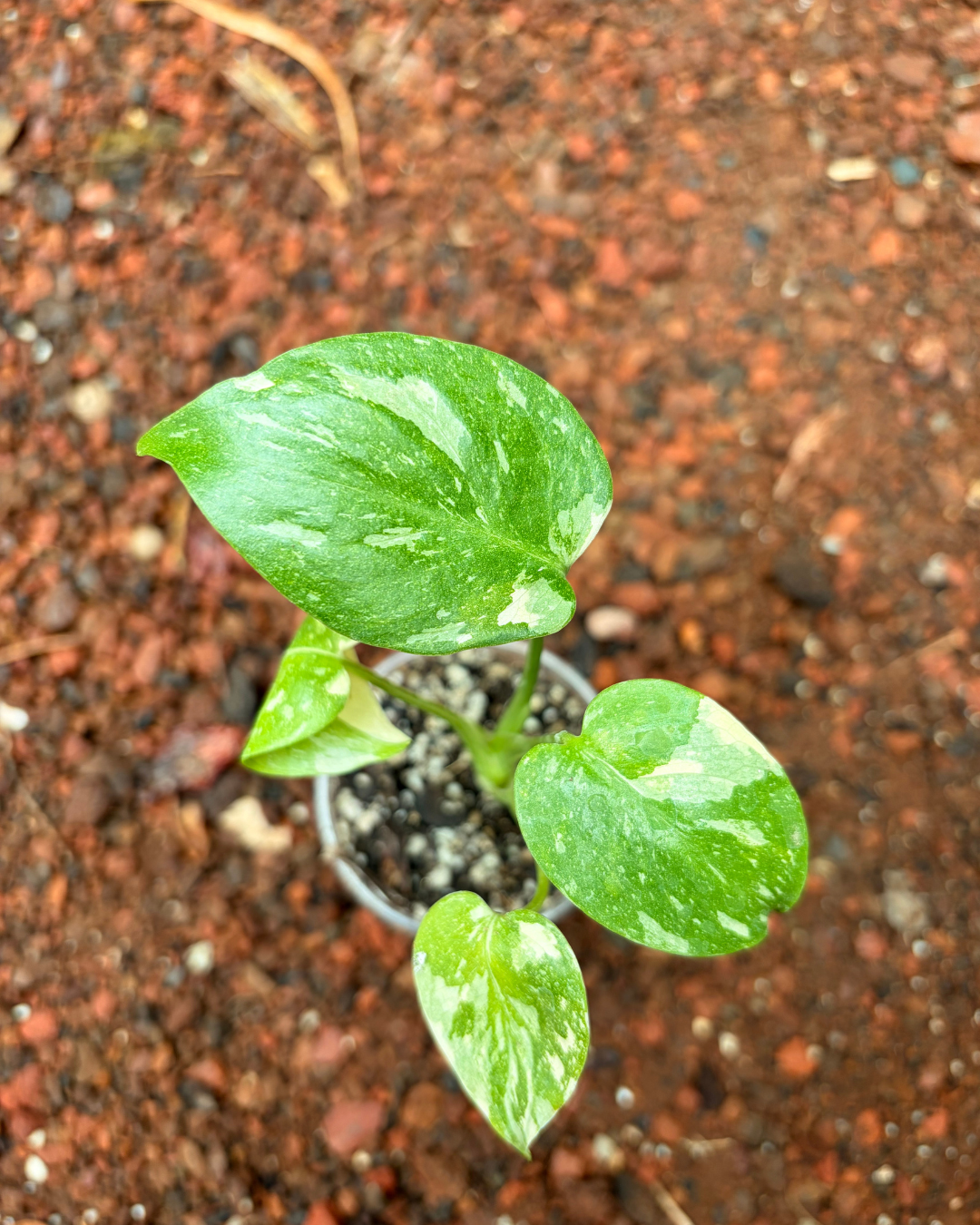 Monstera Thai Constellation