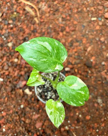 Monstera Thai Constellation