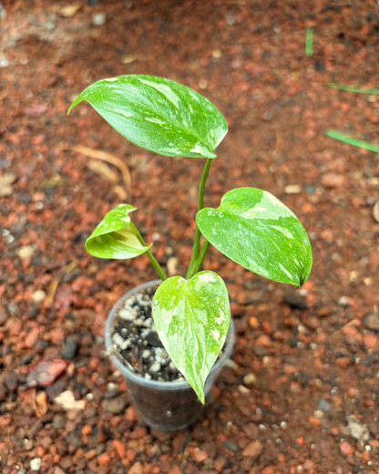 Monstera Thai Constellation