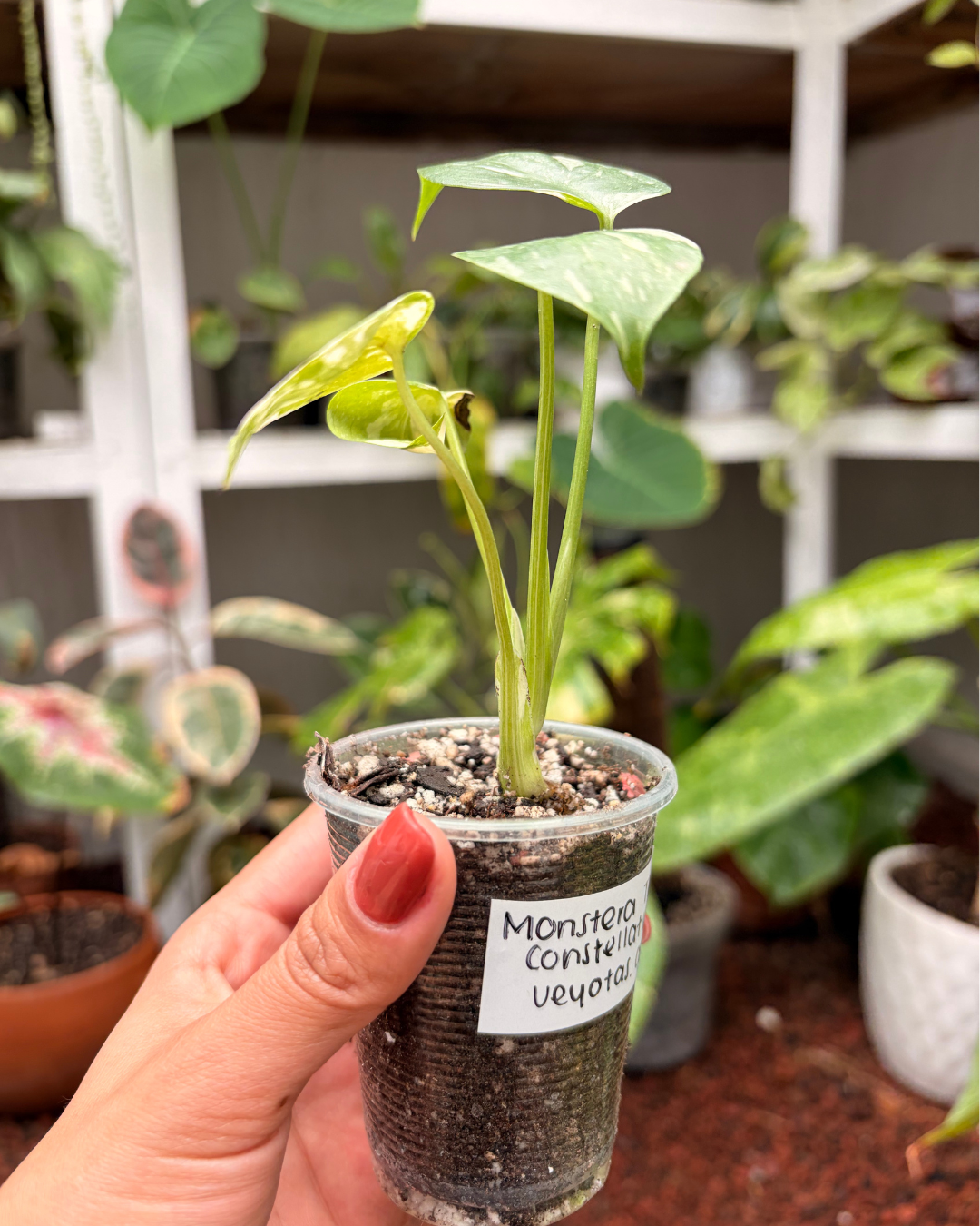 Monstera Thai Constellation